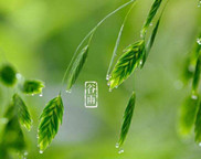 健康食療谷雨感冒 立竿見影