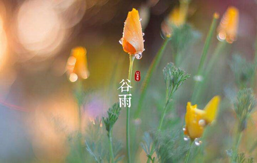 健康食療谷雨感冒 立竿見影