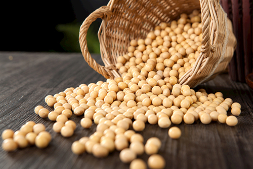 黃豆 500.jpg